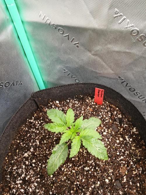 Rainbow Sherbet Zamnesia. Week 2