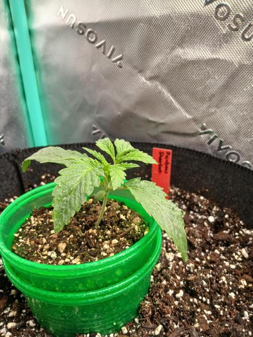 Rainbow Sherbet Zamnesia. Week 2