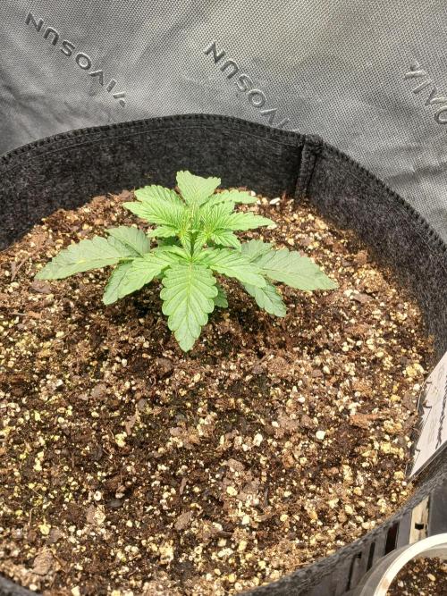 E.T. Munchies Mephisto Genetics. Week 2