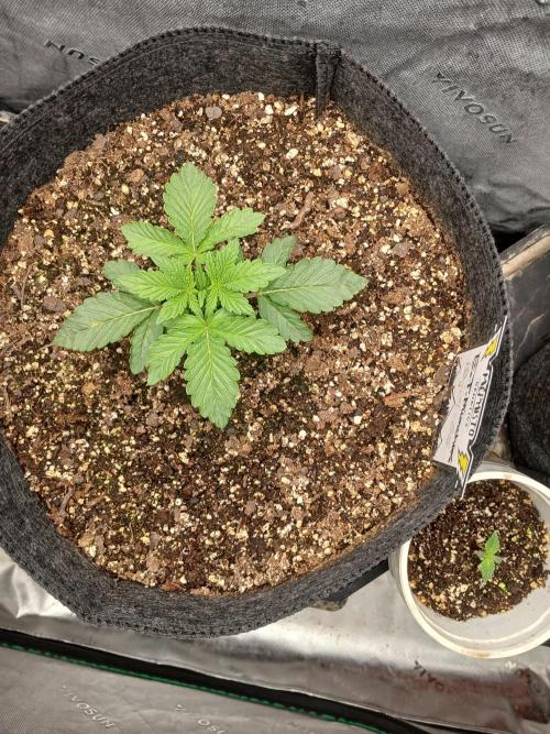 E.T. Munchies Mephisto Genetics. Week 2