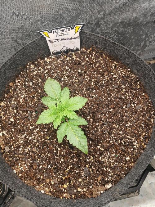 E.T. Munchies Mephisto Genetics. Week 2