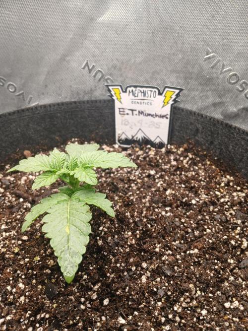 E.T. Munchies Mephisto Genetics. Week 2
