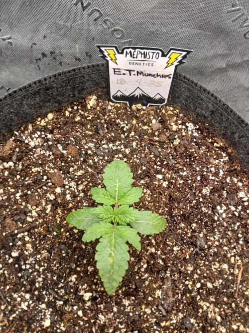 E.T. Munchies Mephisto Genetics. Week 2