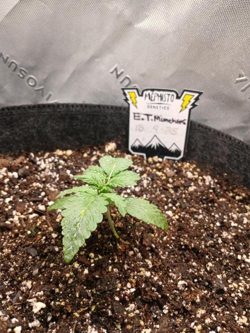 E.T. Munchies Mephisto Genetics. Week 2