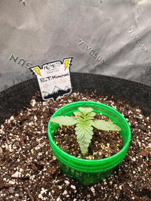 E.T. Munchies Mephisto Genetics. Week 2