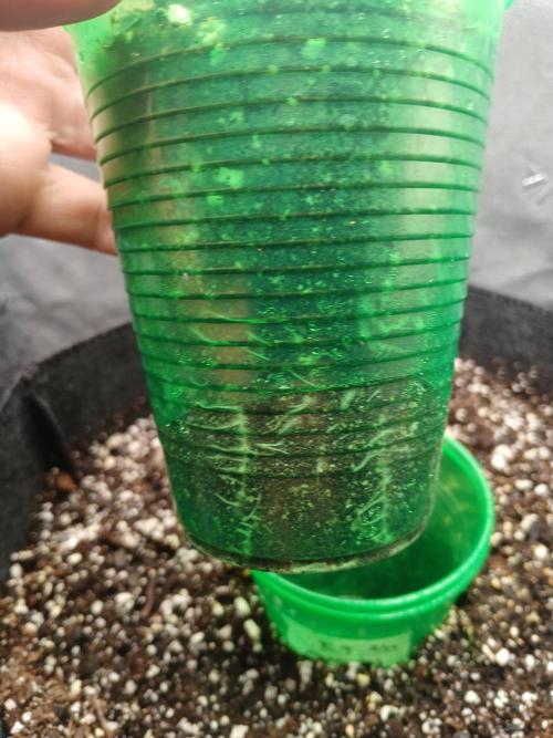 E.T. Munchies Mephisto Genetics. Week 2