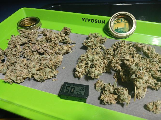 Royal Haze Auto RQS. Week 13