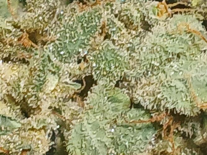 Royal Haze Auto RQS. Week 13