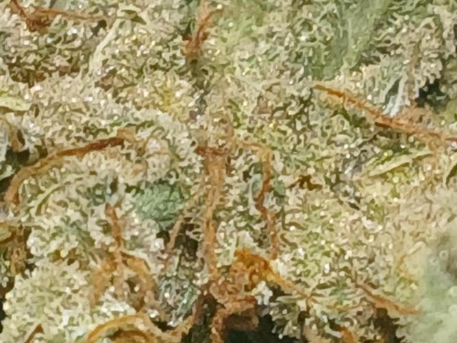 Royal Haze Auto RQS. Week 13