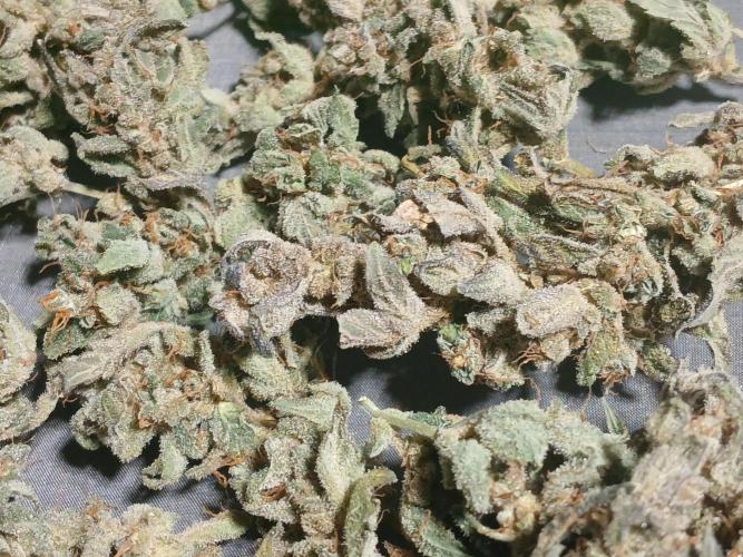 Royal Haze Auto RQS. Week 13