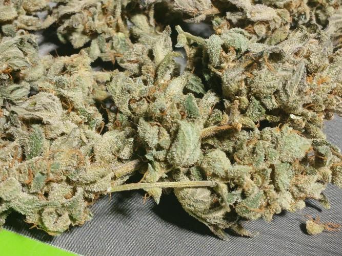 Royal Haze Auto RQS. Week 13