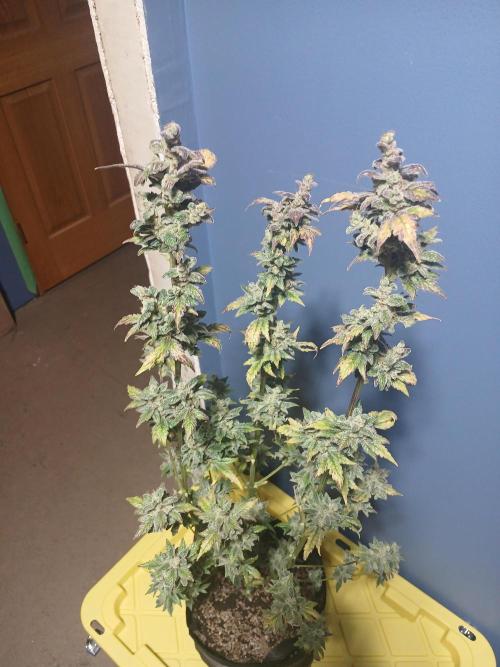 Royal Haze Auto RQS. Week 13