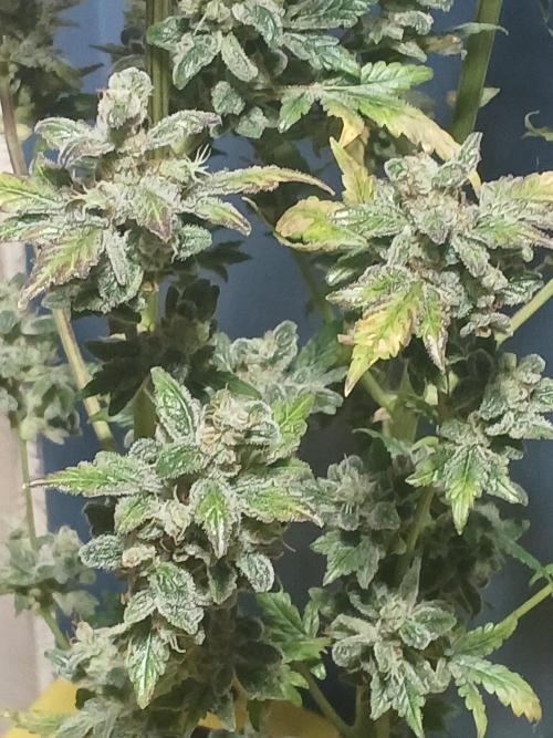 Royal Haze Auto RQS. Week 13