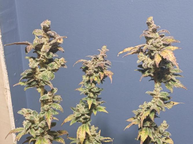 Royal Haze Auto RQS. Week 13