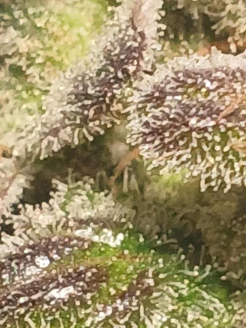 Royal Haze Auto RQS. Week 13