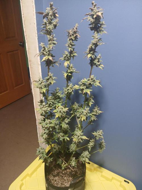 Royal Haze Auto RQS. Week 13