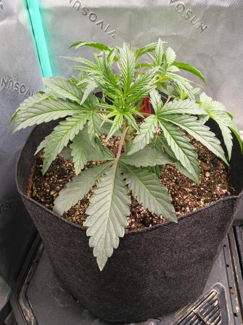 Rainbow Sherbet Zamnesia. Week 3