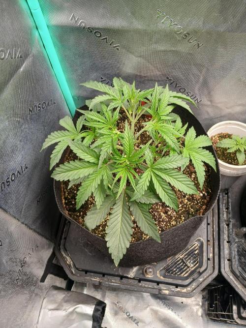 Rainbow Sherbet Zamnesia. Week 3