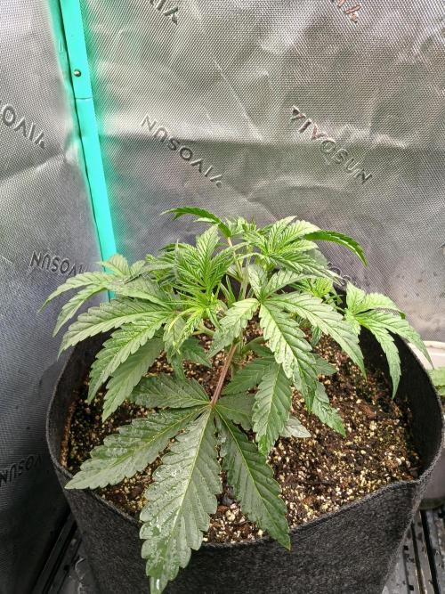 Rainbow Sherbet Zamnesia. Week 3