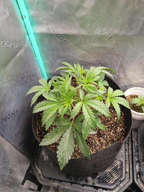 Rainbow Sherbet Zamnesia. Week 3