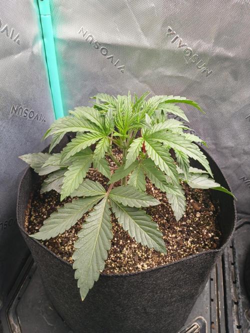 Rainbow Sherbet Zamnesia. Week 3