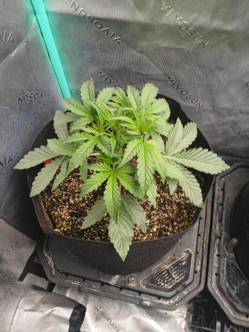 Rainbow Sherbet Zamnesia. Week 3