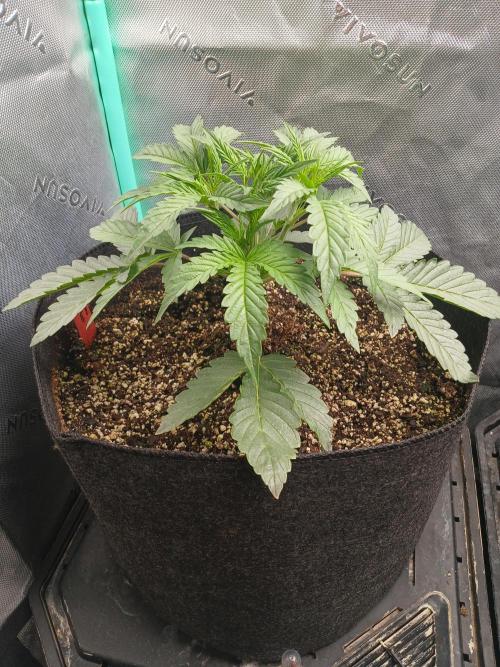 Rainbow Sherbet Zamnesia. Week 3