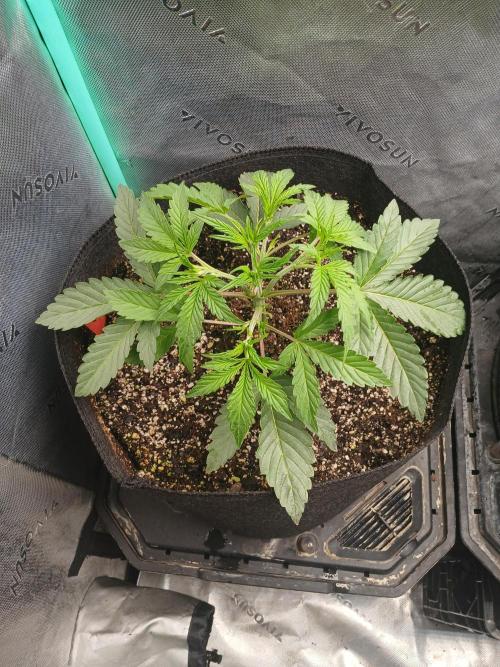 Rainbow Sherbet Zamnesia. Week 3