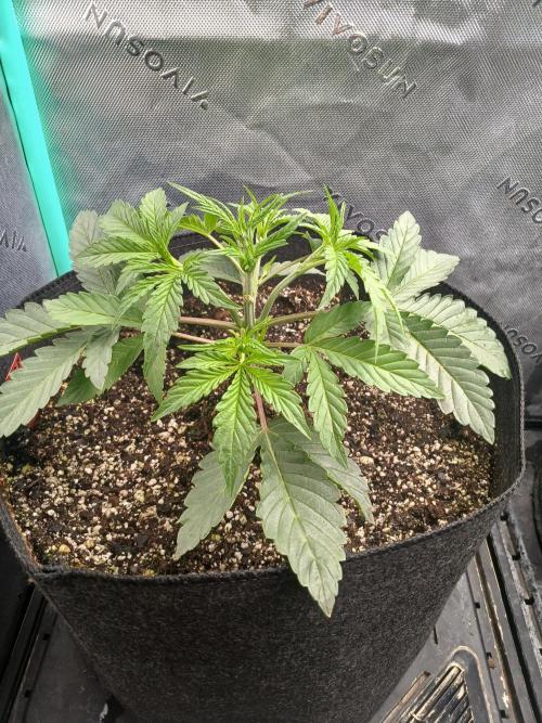 Rainbow Sherbet Zamnesia. Week 3