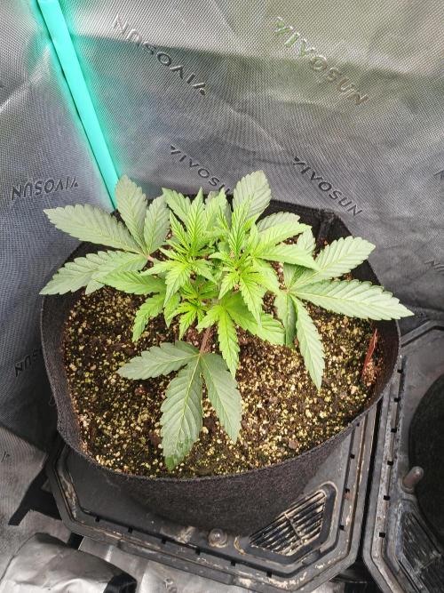 Rainbow Sherbet Zamnesia. Week 3