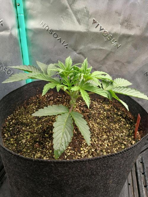 Rainbow Sherbet Zamnesia. Week 3