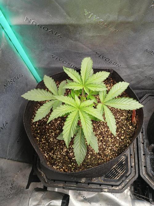 Rainbow Sherbet Zamnesia. Week 3