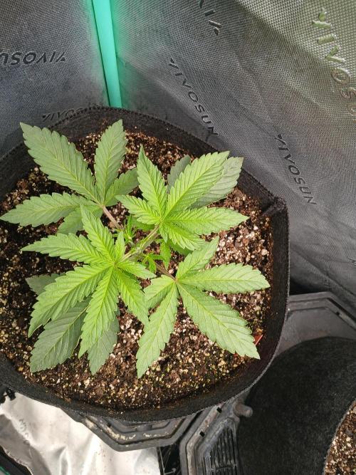 Rainbow Sherbet Zamnesia. Week 3