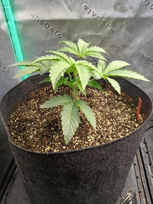 Rainbow Sherbet Zamnesia. Week 3