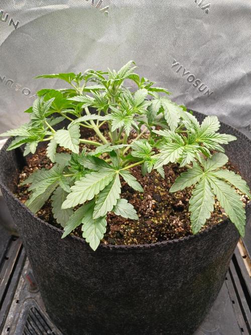 E.T. Munchies Mephisto Genetics. Week 3