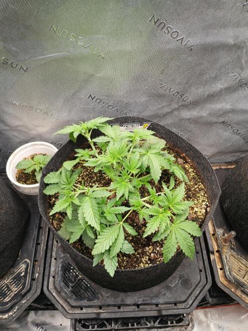 E.T. Munchies Mephisto Genetics. Week 3