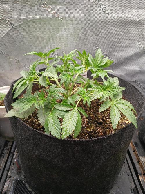 E.T. Munchies Mephisto Genetics. Week 3