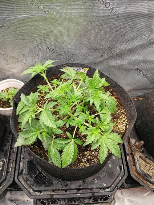 E.T. Munchies Mephisto Genetics. Week 3