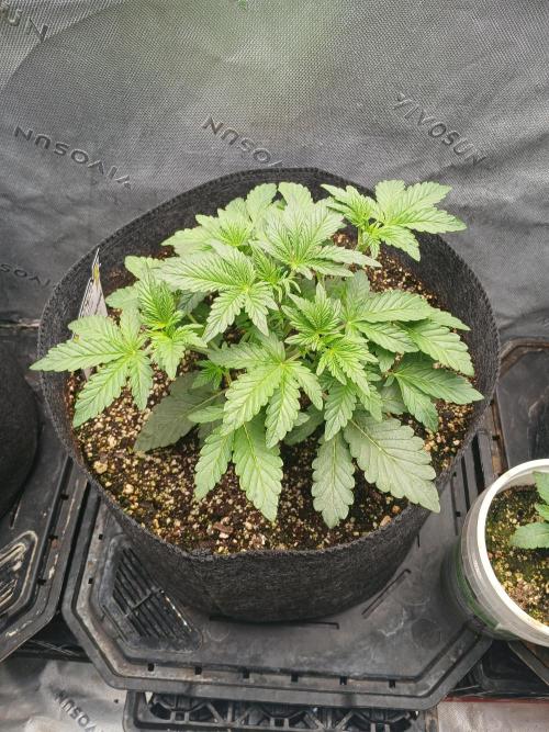 E.T. Munchies Mephisto Genetics. Week 3