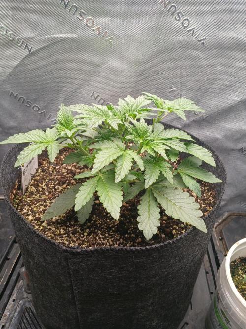 E.T. Munchies Mephisto Genetics. Week 3