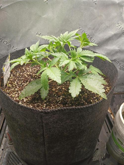 E.T. Munchies Mephisto Genetics. Week 3