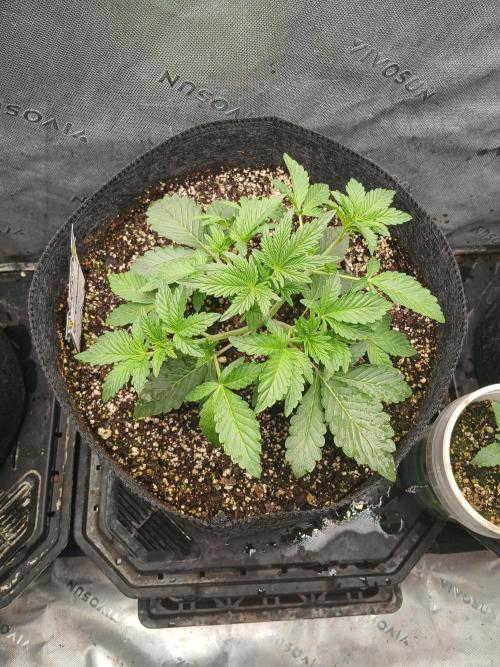 E.T. Munchies Mephisto Genetics. Week 3