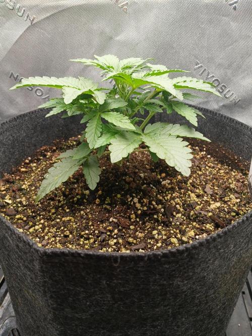 E.T. Munchies Mephisto Genetics. Week 3