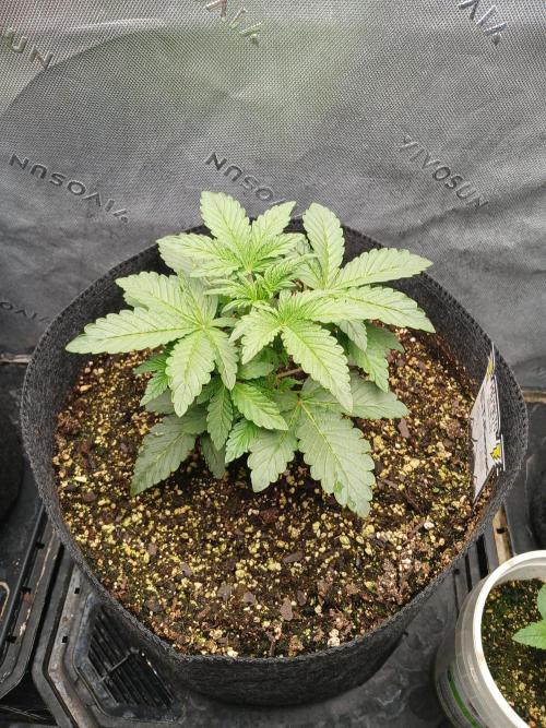 E.T. Munchies Mephisto Genetics. Week 3