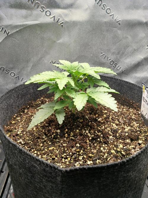 E.T. Munchies Mephisto Genetics. Week 3