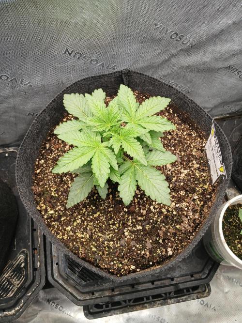 E.T. Munchies Mephisto Genetics. Week 3