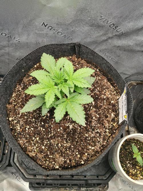 E.T. Munchies Mephisto Genetics. Week 3