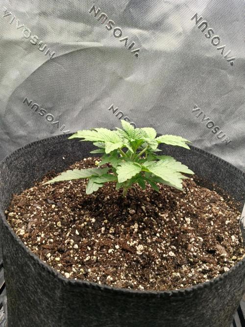 E.T. Munchies Mephisto Genetics. Week 3