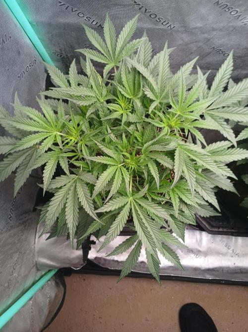 Rainbow Sherbet Zamnesia. Week 4