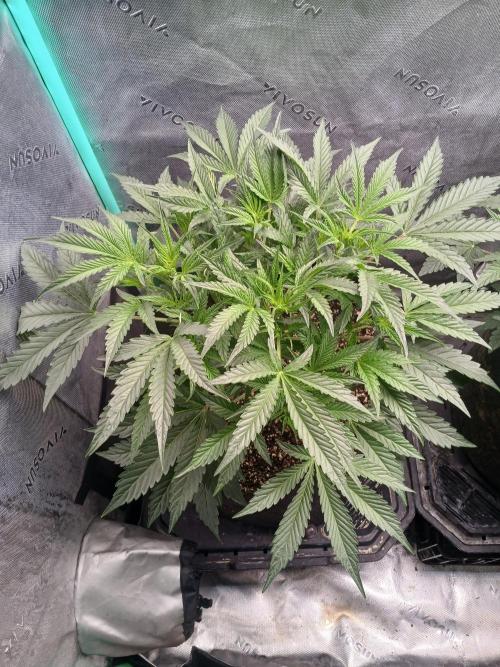 Rainbow Sherbet Zamnesia. Week 4